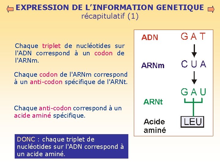 EXPRESSION DE L’INFORMATION GENETIQUE récapitulatif (1) Chaque triplet de nucléotides sur l'ADN correspond à