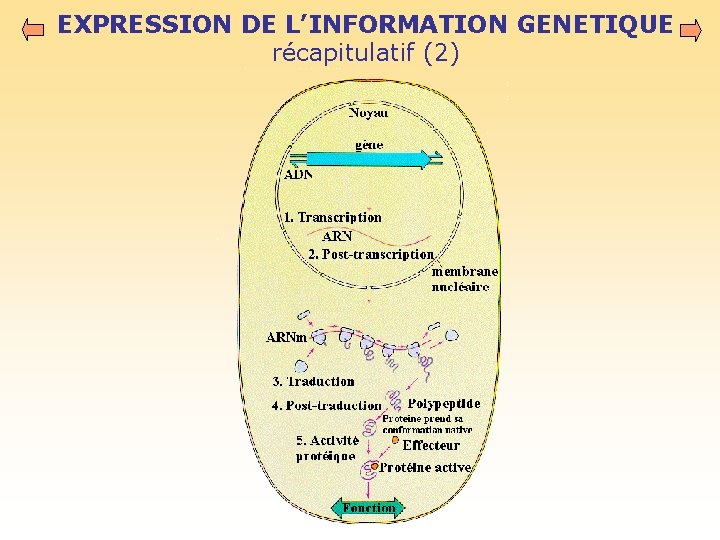 EXPRESSION DE L’INFORMATION GENETIQUE récapitulatif (2) 