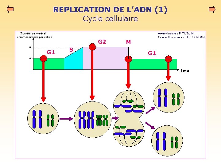 REPLICATION DE L’ADN (1) Cycle cellulaire G 2 G 1 S M G 1