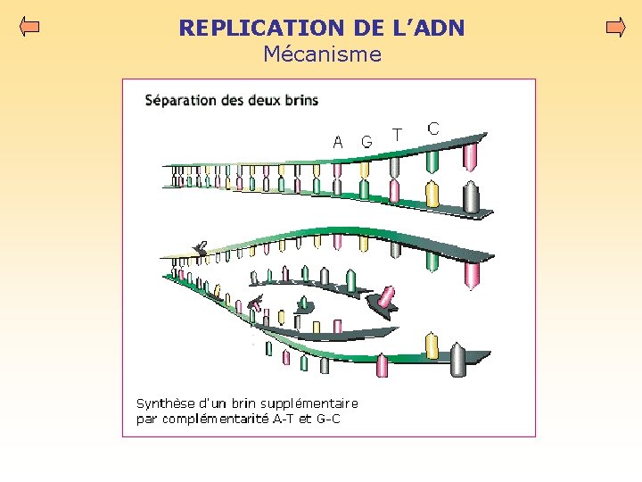 REPLICATION DE L’ADN Mécanisme 