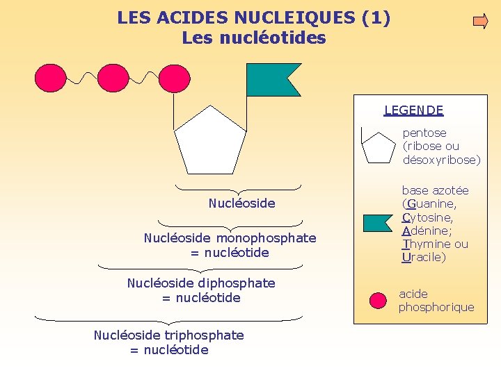 LES ACIDES NUCLEIQUES (1) Les nucléotides LEGENDE pentose (ribose ou désoxyribose) Nucléoside monophosphate =