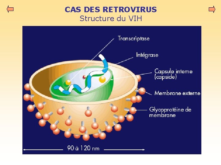 CAS DES RETROVIRUS Structure du VIH 