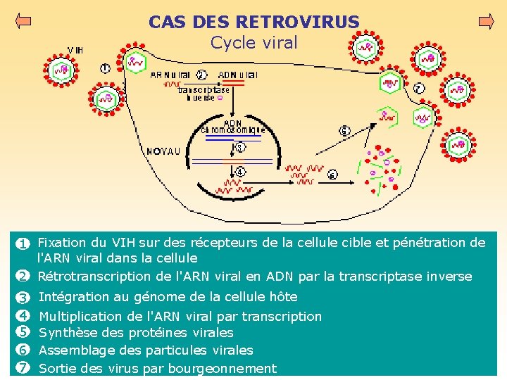 CAS DES RETROVIRUS Cycle viral 1 Fixation du VIH sur des récepteurs de la