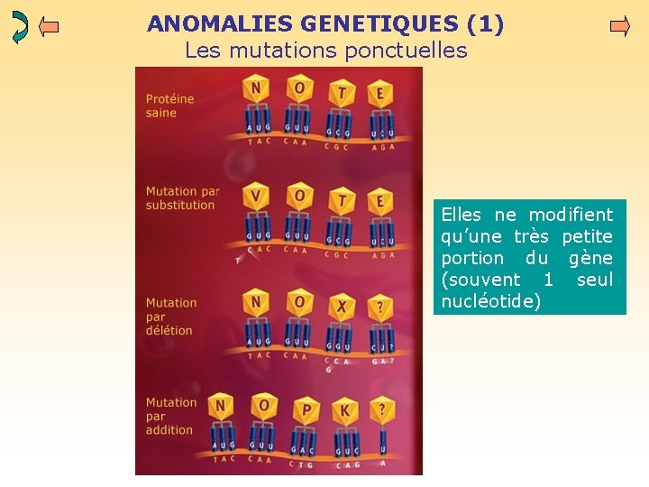 ANOMALIES GENETIQUES (1) Les mutations ponctuelles Elles ne modifient qu’une très petite portion du