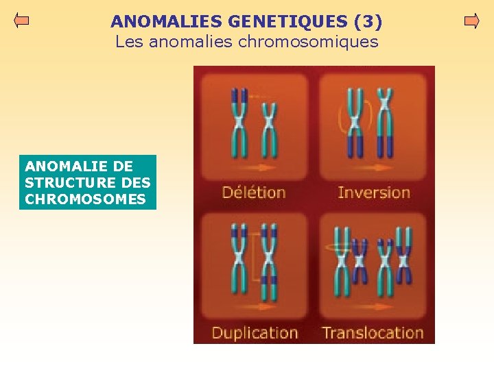 ANOMALIES GENETIQUES (3) Les anomalies chromosomiques ANOMALIE DE STRUCTURE DES CHROMOSOMES 