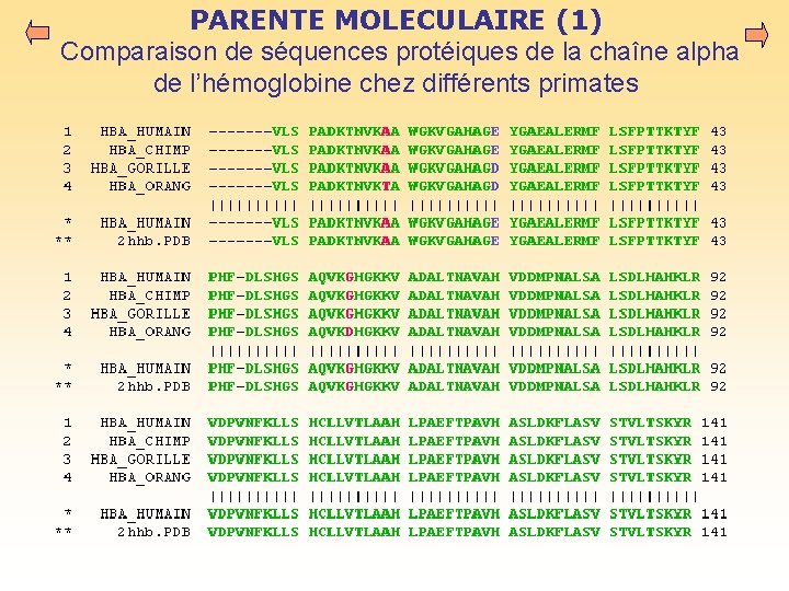 PARENTE MOLECULAIRE (1) Comparaison de séquences protéiques de la chaîne alpha de l’hémoglobine chez