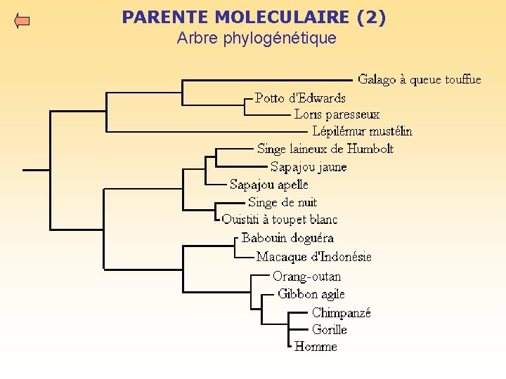 PARENTE MOLECULAIRE (2) Arbre phylogénétique 