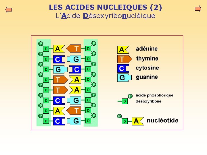 LES ACIDES NUCLEIQUES (2) L’Acide Désoxyribonucléique 