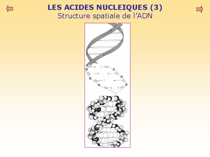 LES ACIDES NUCLEIQUES (3) Structure spatiale de l’ADN 