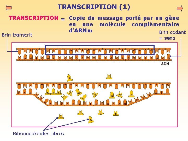 TRANSCRIPTION (1) TRANSCRIPTION = Copie du message porté par un gène en une molécule