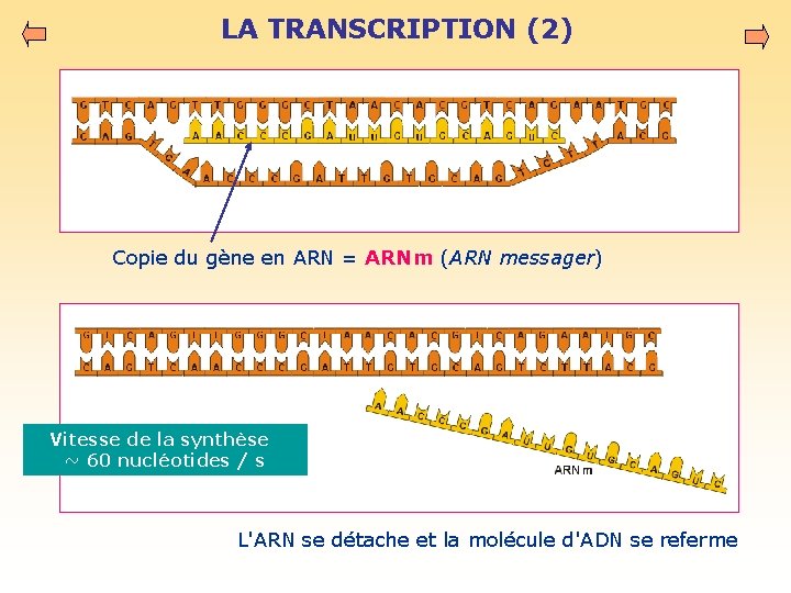 LA TRANSCRIPTION (2) Copie du gène en ARN = ARNm (ARN messager) Vitesse de