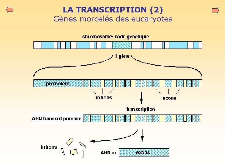 LA TRANSCRIPTION (2) Gènes morcelés des eucaryotes 