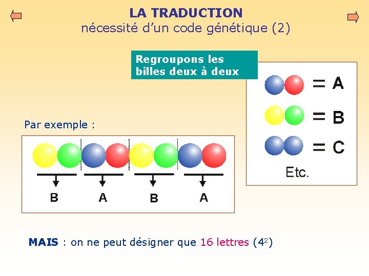 LA TRADUCTION nécessité d’un code génétique (2) Regroupons les billes deux à deux Par