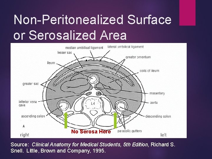Non-Peritonealized Surface or Serosalized Area No Serosa Here Source: Clinical Anatomy for Medical Students,
