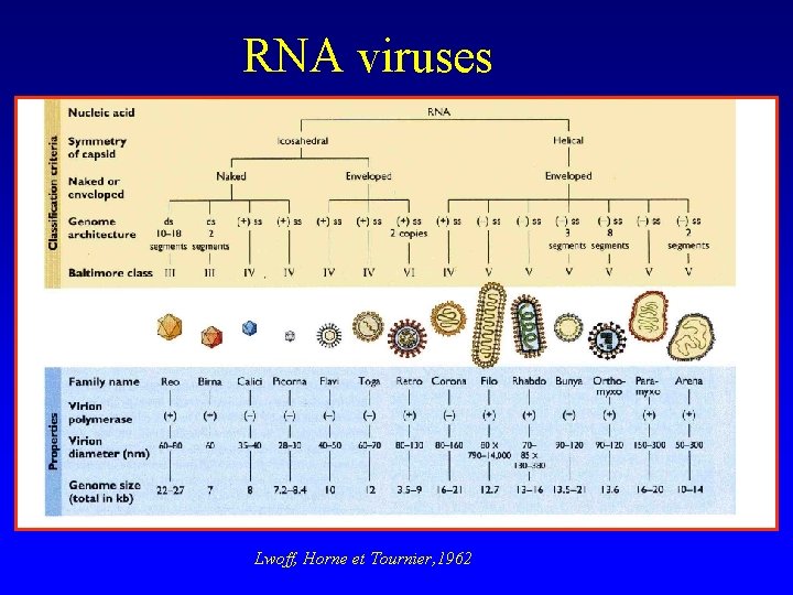 RNA viruses Lwoff, Horne et Tournier, 1962 