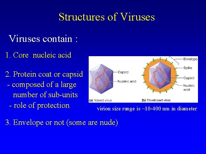 Structures of Viruses contain : 1. Core nucleic acid 2. Protein coat or capsid