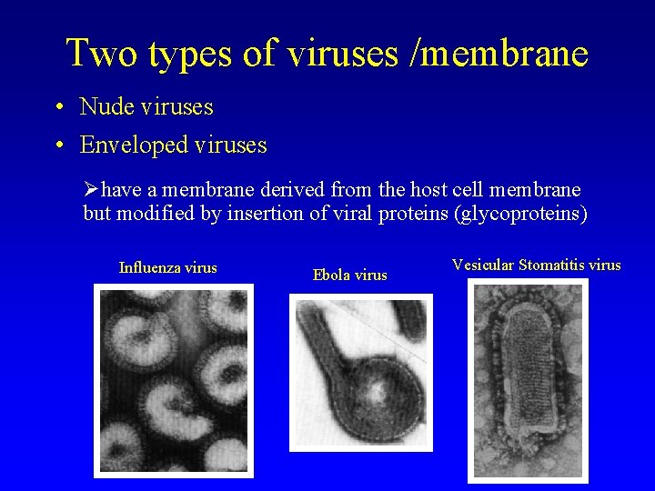 Two types of viruses /membrane • Nude viruses • Enveloped viruses have a membrane