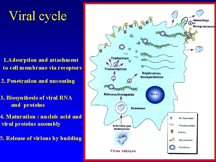 Viral cycle 1. Adsorption and attachment to cell membrane via receptors 2. Penetration and