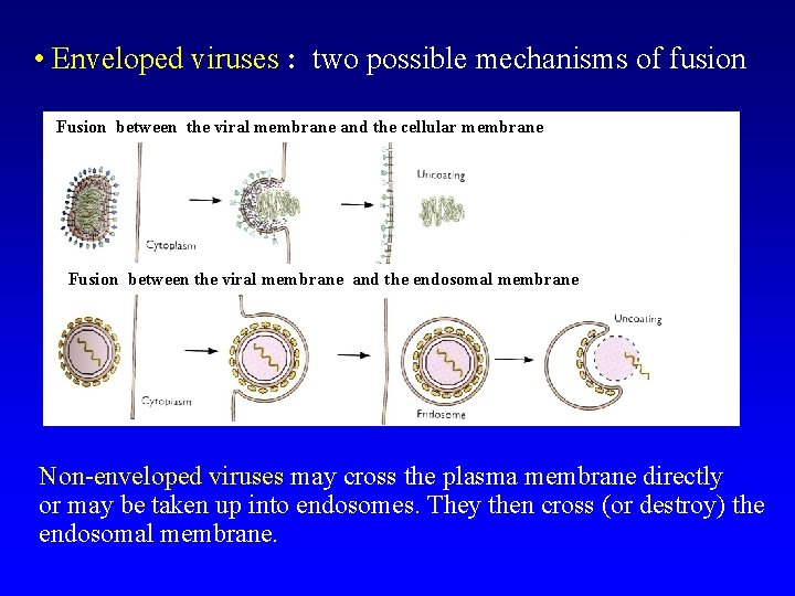  • Enveloped viruses : two possible mechanisms of fusion Fusion between the viral