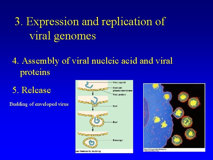 3. Expression and replication of viral genomes 4. Assembly of viral nucleic acid and