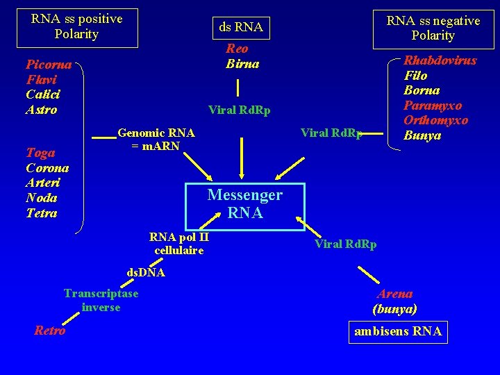 RNA ss positive Polarity Reo Birna Picorna Flavi Calici Astro Toga Corona Arteri Noda