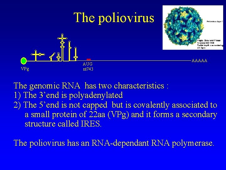 The poliovirus VPg AUG nt 743 AAAAA The genomic RNA has two characteristics :