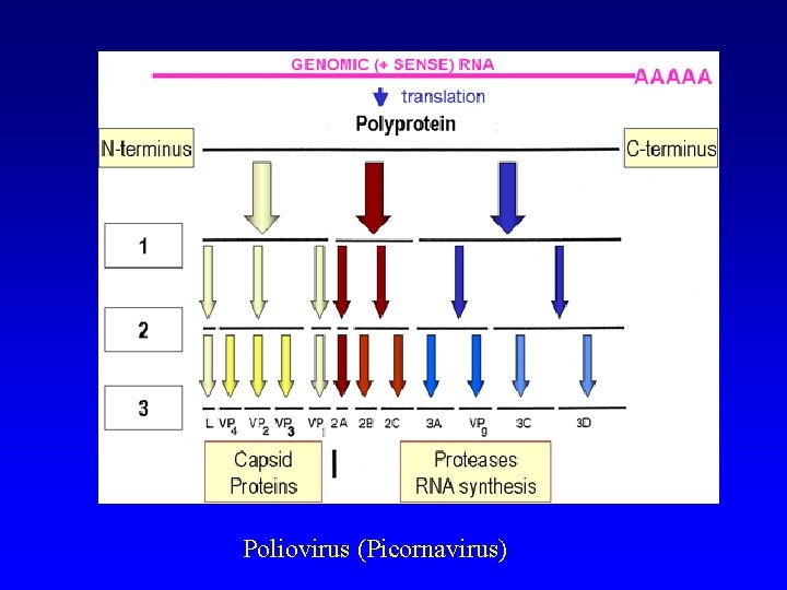 Proteases RNA synthesis Poliovirus (Picornavirus) 