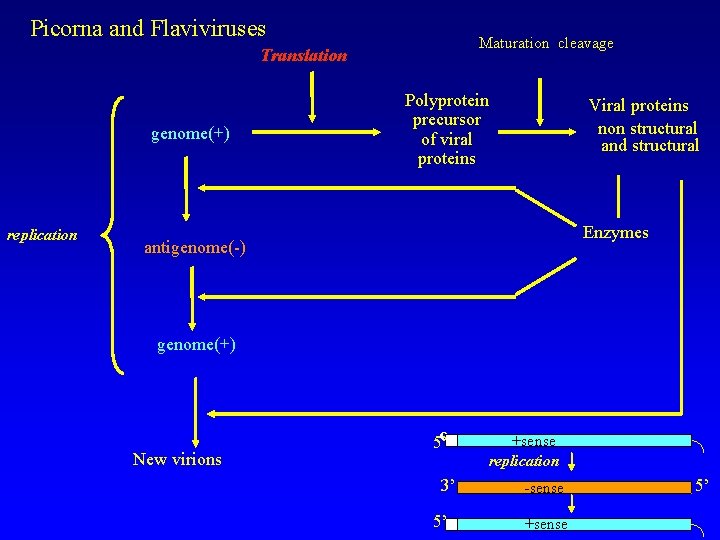 Picorna and Flaviviruses Maturation cleavage Translation genome(+) replication Polyprotein precursor of viral proteins Viral
