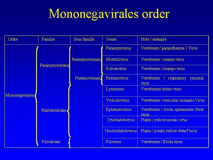  Mononegavirales order Ordre Famille Sous famille Paramyxovirinae Paramyxoviridae Mononegavirales Genre Hôte / exemple