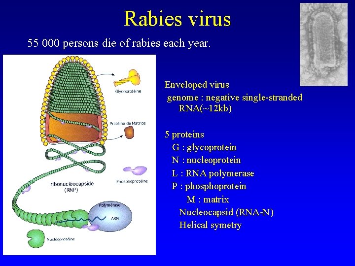 Rabies virus 55 000 persons die of rabies each year. Enveloped virus genome :