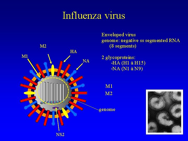  Influenza virus Enveloped virus genome: negative ss segmented RNA (8 segments) M 2