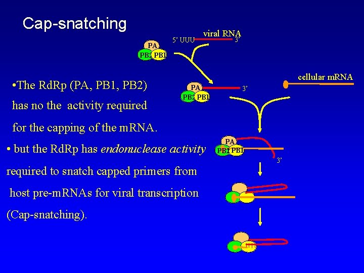 Cap-snatching PA PB 2 PB 1 • The Rd. Rp (PA, PB 1, PB