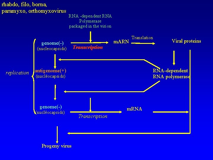 rhabdo, filo, borna, paramyxo, orthomyxovirus RNA -dependent RNA Polymerase packaged in the virion genome(-)