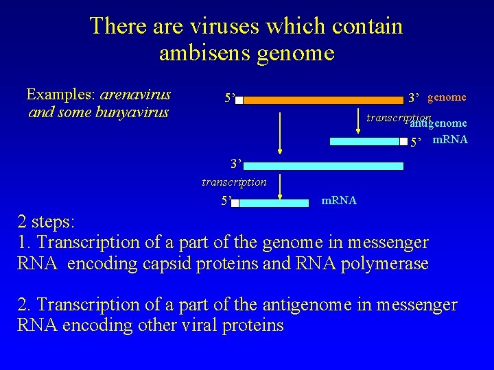 There are viruses which contain ambisens genome Examples: arenavirus and some bunyavirus 5’ 3’
