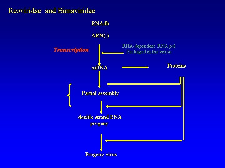 Reoviridae and Birnaviridae RNAdb ARN(-) RNA-dependent RNA pol Packaged in the virion Transcription m.