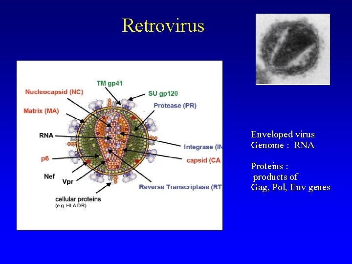 Retrovirus Enveloped virus Genome : RNA Proteins : products of Gag, Pol, Env genes