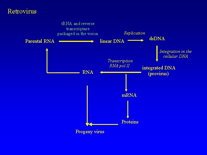Retrovirus t. RNA and reverse transcriptase packaged in the virion Replication linear DNA Parental