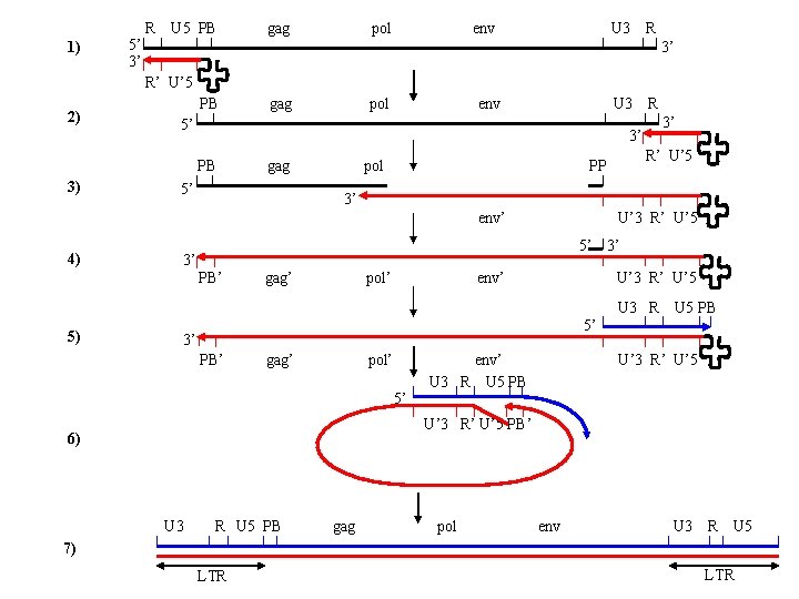 R U 5 PB gag pol env U 3 R 1) 2) 3) 5’