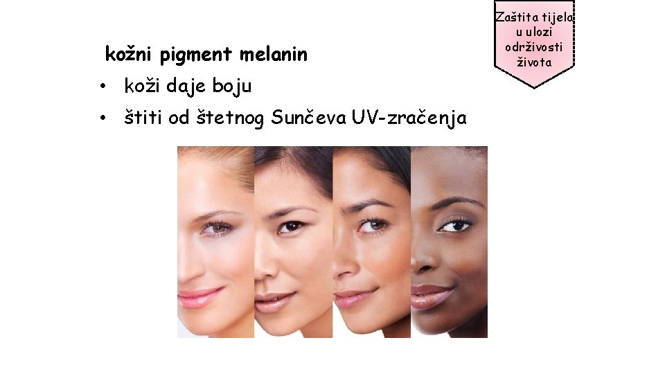 kožni pigment melanin • koži daje boju • štiti od štetnog Sunčeva UV-zračenja Zaštita