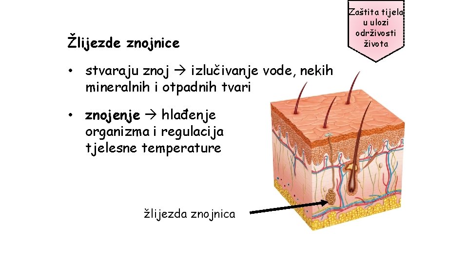 Žlijezde znojnice • stvaraju znoj izlučivanje vode, nekih mineralnih i otpadnih tvari • znojenje