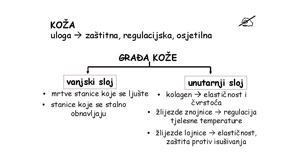 KOŽA uloga zaštitna, regulacijska, osjetilna GRAĐA KOŽE vanjski sloj unutarnji sloj • mrtve stanice