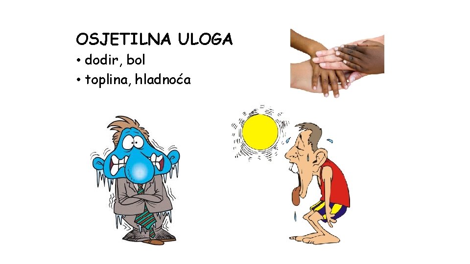 OSJETILNA ULOGA • dodir, bol • toplina, hladnoća 