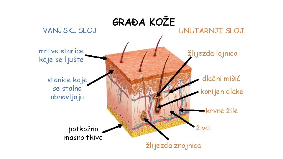 VANJSKI SLOJ mrtve stanice koje se ljušte stanice koje se stalno obnavljaju GRAĐA KOŽE