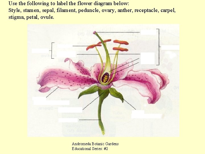 Use the following to label the flower diagram below: Style, stamen, sepal, filament, peduncle,