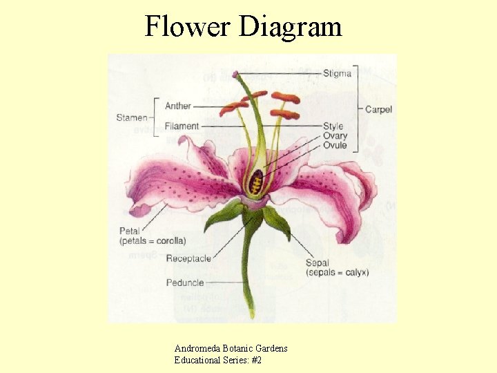 Flower Diagram Andromeda Botanic Gardens Educational Series: #2 