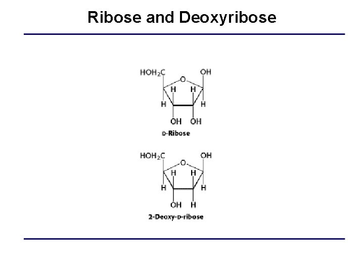 Ribose and Deoxyribose 