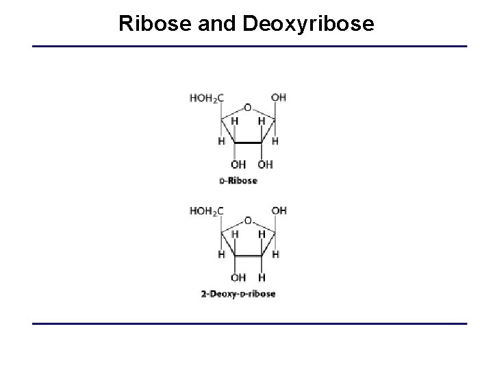 Ribose and Deoxyribose 