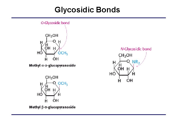 Glycosidic Bonds 