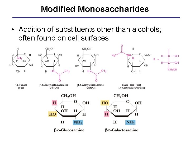 Modified Monosaccharides • Addition of substituents other than alcohols; often found on cell surfaces