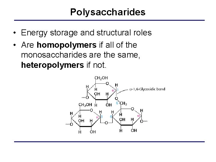 Polysaccharides • Energy storage and structural roles • Are homopolymers if all of the